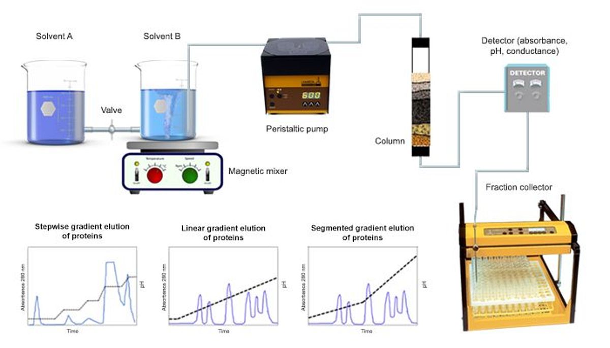 Gradient elution with programmable LAMBDA peristaltic pumps | LAMBDA