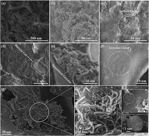 Creating a Microbial Ecosystem in the Bio-Carrier: Harnessing the Power ...